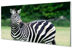 Akrilkép Zebra box 100x50 cm