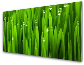 Akrilkép Grass Nature Plant 100x50 cm 2 fogas