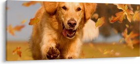 Kép - Golden Retriever (120x50 cm)
