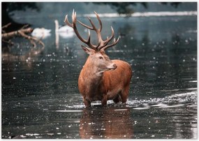 Poszterek 100x70 Szarvas felszarvazott