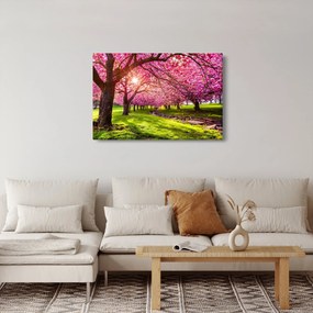 A virágzó cseresznye képe, Hurd Park, Dover, New Jersey (90x60 cm)