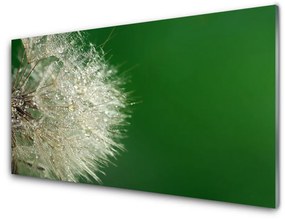 Üvegkép pitypang növény 120x60cm