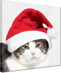 Vászonkép 30x30 Cica