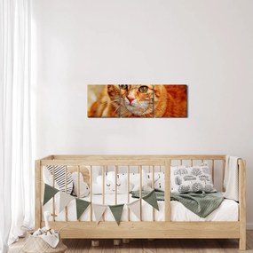 Egy fekvő macska képe (órával) (90x30 cm)