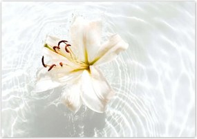 Poszterek 100x70 Virág a vízen Név