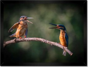 Poszterek keretben 40x30 Madarak