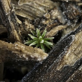 Poszter 30x30cm Natúr fa kéreg, Assaf Frank