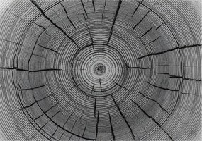 Divatos Flizelin tapéta 3D ragasztóval Fali Erdei harmónia 208x146 Ragasztó