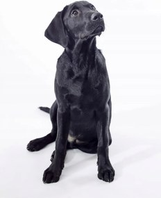 Poszter 70x100cm Fekete labrador, fehér alapon, Assaf Frank