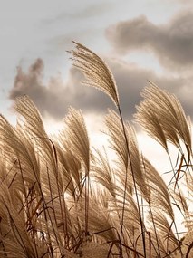 Fotótapéta levelek fű ég a flizelin függőleges falfestmény Ragasztó 206 x 275