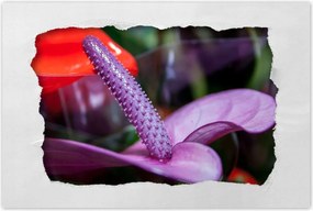 Poszterek 120x80 Lila antúrium