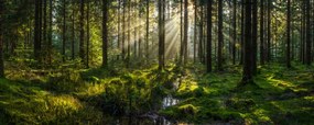 Fotográfia Sunlight streaming through forest canopy illuminated, fotoVoyager