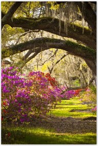 Poszterek 60x90 Tölgyfa sikátor