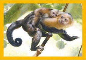 Állatos Baby Cuddles 4 az 1-ben puzzle Clementoni