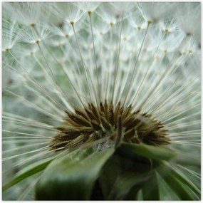 Poszterek 100x100 Pitypang Virág Virágok