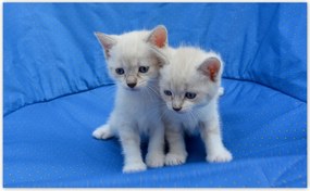 Fotótapéta flizelina 520x318 Aranyos cicák Cicák