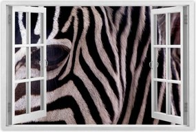 Poszterek 60x40 Makro fotó zebra