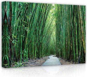 Vászonkép 70x50 Bambusz erdő zöld nyugalom természet ösvény fény árnyék