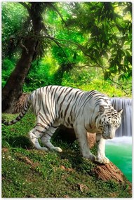 Poszterek 80x120 Tigris a vízesésnél