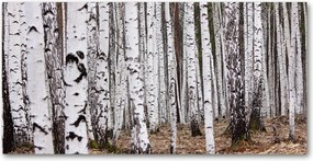 Üvegpanel konyhába Nyírfa 120x60 cm Ragasztó