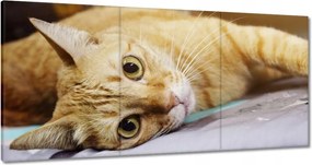 Vászonkép 120x60 Cica