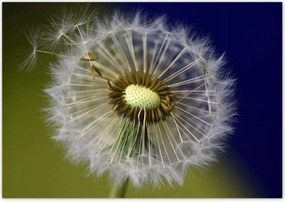 Poszterek 100x70 Pitypang Virág Virágok