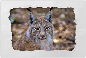 Poszterek 60x40 Hiúz közelről Vadmacska