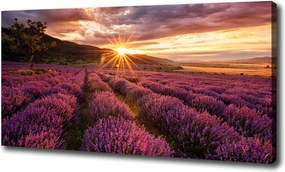 Nagyméretű vászonkép Levendulamező 100x70 cm