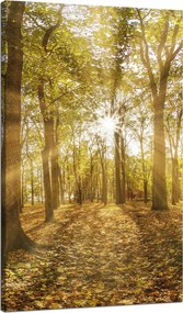 Vászonkép Nap a fák között az erdőben 70x120 cm