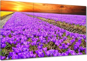 Vászonkép 120x80 A krókuszok tengere