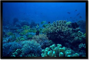 Poszter keretben 60x40 Laguna Korallok Óceán