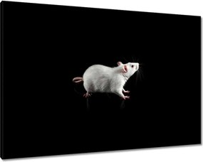Vászonkép 100x70 Fehér kis egér