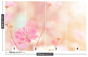 Fotótapéta Rózsaszín virágok kozmosz 104x70 cm