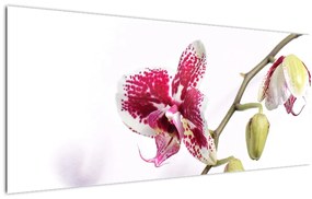 Orchidea virág képe (120x50 cm)