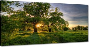 Vászonkép 180x90 Rogalin tölgyek