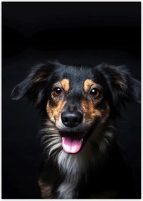 Poszterek A4 Pion Portré Border Collie