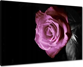 Vászonkép 100x70 Lila rózsa