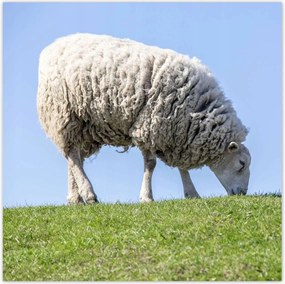 Poszterek 30x30 Bárány legeltetés közben Csarnok