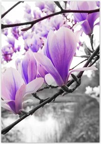 Poszterek 70x100 Magnólia Virágok