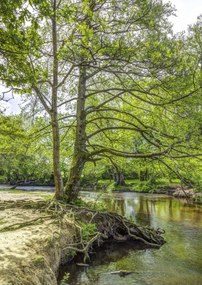 Poszter 29,7x42cm Tó az erdőben 2, Assaf Frank