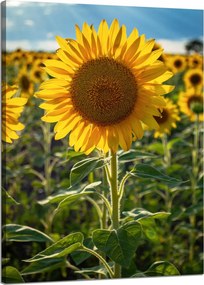 Vászonkép Botanika Napraforgó a mezőn 50x70