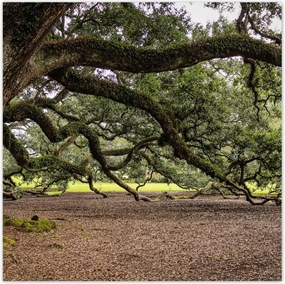 Poszterek 140x140 Szétnyitható tölgy