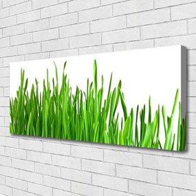 Vászonkép falra Grass Nature Plant 100x50 cm