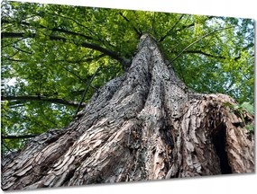 Festmények 120x80 Fa Fák Kilátás