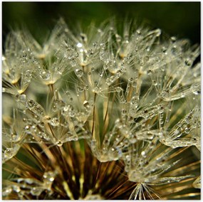 Poszterek 100x100 Pitypang Virág Virágok