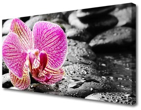 Canvas kép Orchidea virág Stones 100x50 cm