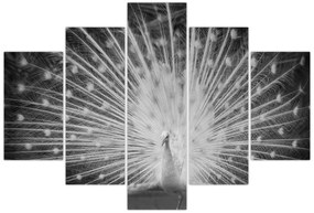 Kép - Fehér páva (150x105 cm)