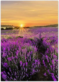 Poszterek 50x70 Levendula naplemente