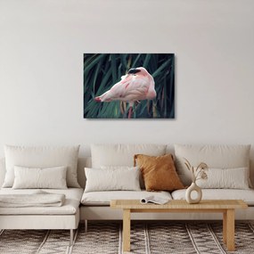 Kép - Flamingó (üvegen) (70x50 cm)
