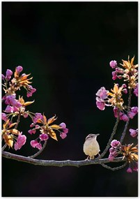 Poszterek 70x100 Madarak